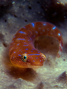 Eastern Cleaner Clingfish, Bare Island by Doug Anderson 